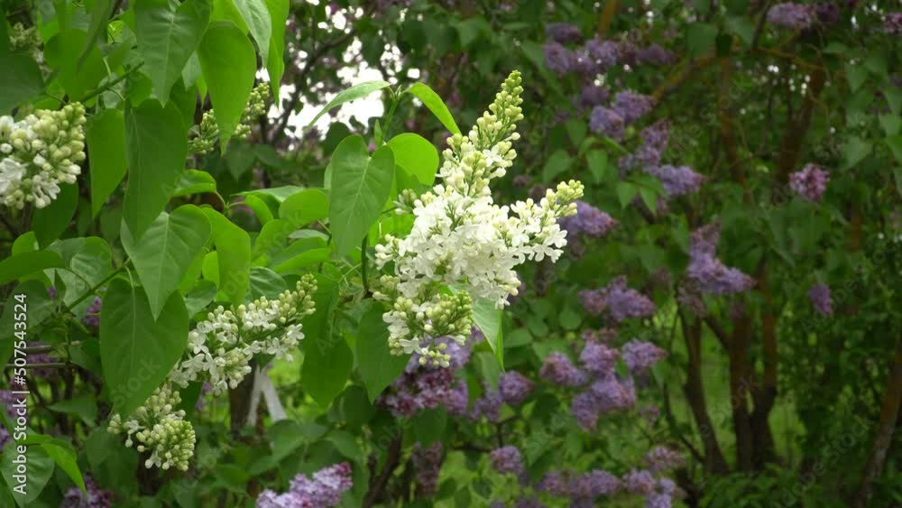 Lilac trees are blooming. The white florets bunches in a close-up view. A beautiful flowering time in nature in the spring season scene in May. Lilac trees are blooming. The white florets bunches in a close-up view. A beautiful flowering time in nature in the spring season scene in May.