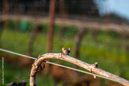 Closeup view of bud break on a grapevine in an Oregon vineyard in early spring, bare vines on wires with tiny pink buds emerging.