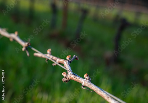 Closeup view of bud break on a grapevine in an Oregon vineyard in early spring, bare vines on wires with tiny pink buds emerging.