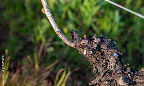 Closeup view of bud break on a grapevine in an Oregon vineyard in early spring, bare vines on wires with tiny pink buds emerging.