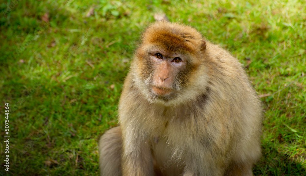 Monkey Against Grass Background. Wild Animal Portrait