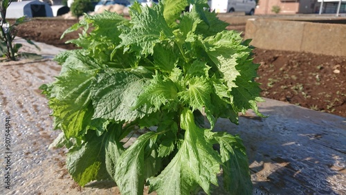 農家の家庭菜園。夏野菜３種。シソ（紫蘇）、ナス（茄子）キュウリ（胡瓜）。今年の夏も、これ決まりです。【撮影日時】2022-05-29 07:03 photo