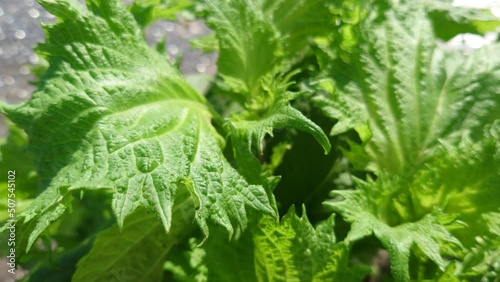 農家の家庭菜園。夏野菜３種。シソ（紫蘇）、ナス（茄子）キュウリ（胡瓜）。今年の夏も、これ決まりです。【撮影日時】2022-05-29 07:03 photo