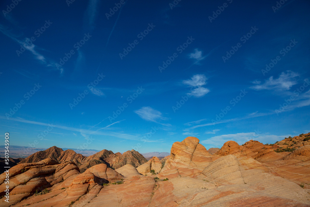 Naklejka premium South coyote