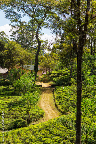 Tea plantation © Galyna Andrushko