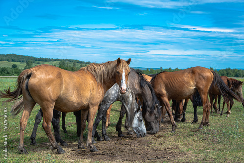 Herd of horses on the field in summer.