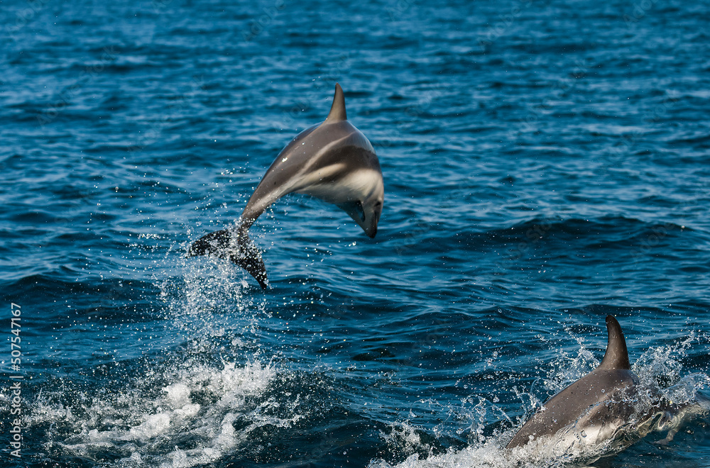 Fototapeta premium Dusky dolphin jumping , Peninsula Valdes , Unesco World Heritage Site, Patagonia , Argentina.