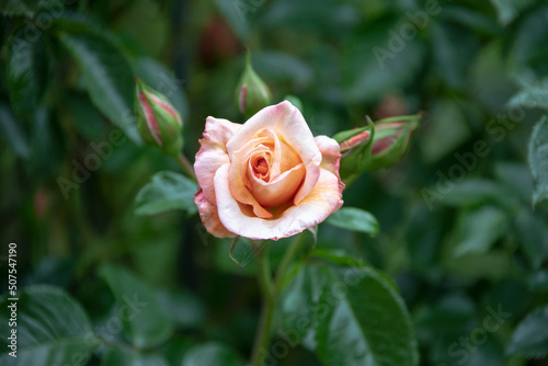 Bright pink and orange shining rose, latin: rosa nitida, with blurry background photo