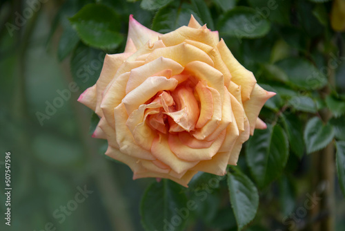 Bright pink and orange shining rose  latin  rosa nitida  with blurry background