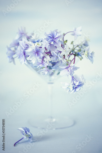 beautiful hydrangea flowers in a vase on a blue background .

