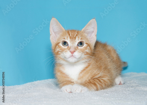 Portrait of one Orange and white tabby kitten laying on a fluffy white blanket, paws primly together, looking at viewer. Blue background.