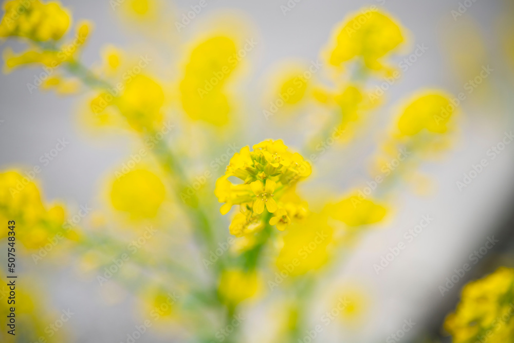 黄色い花が美しい菜の花