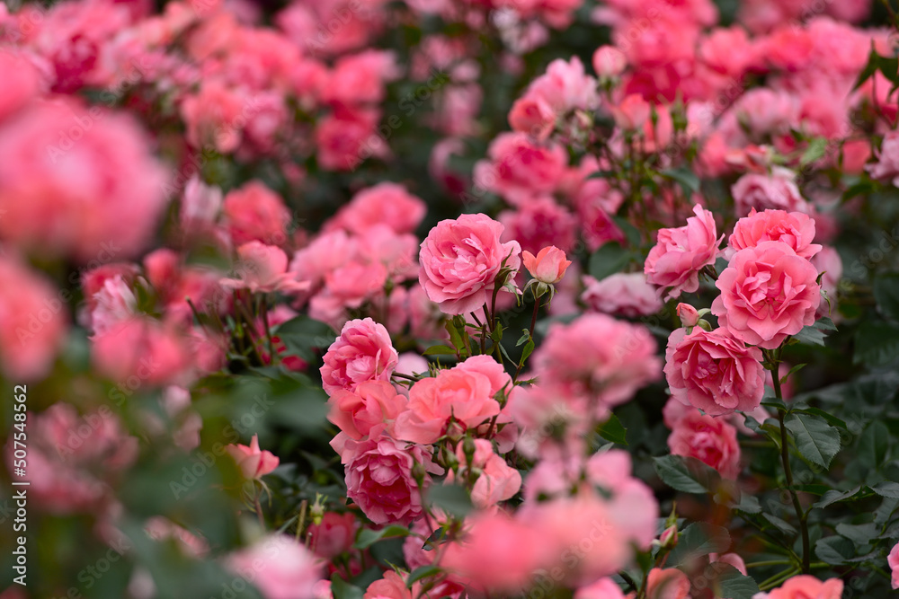 薔薇 薔薇