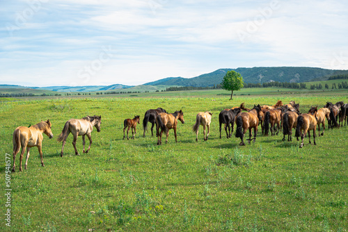 A herd of horses on a field in a mountainous area. © Ilya