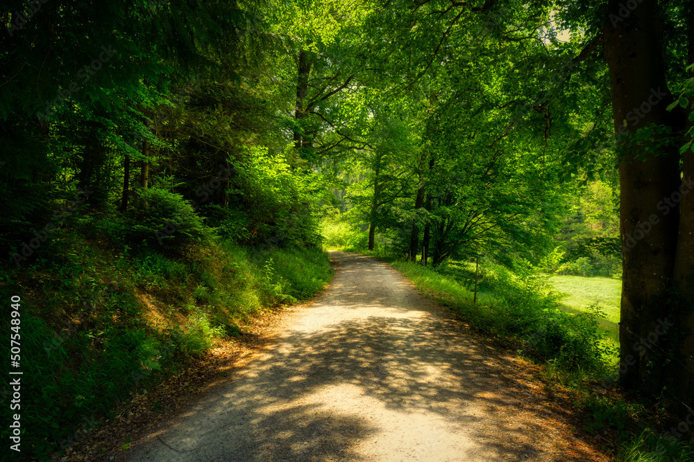 Obraz premium road in the woods