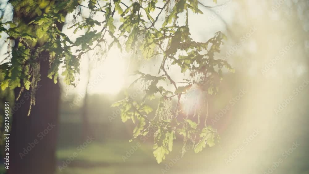 Background landscape video of a branch with leaves at sunset. Beautiful nature in the forest.