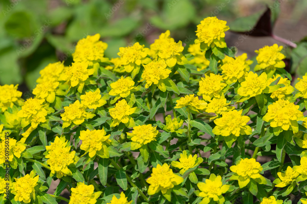 Obraz premium 畑で咲く自然の花