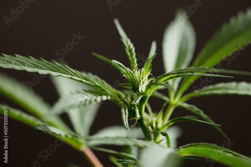 macro photo of marijuana flower with leaves species wedding cake bloom black background