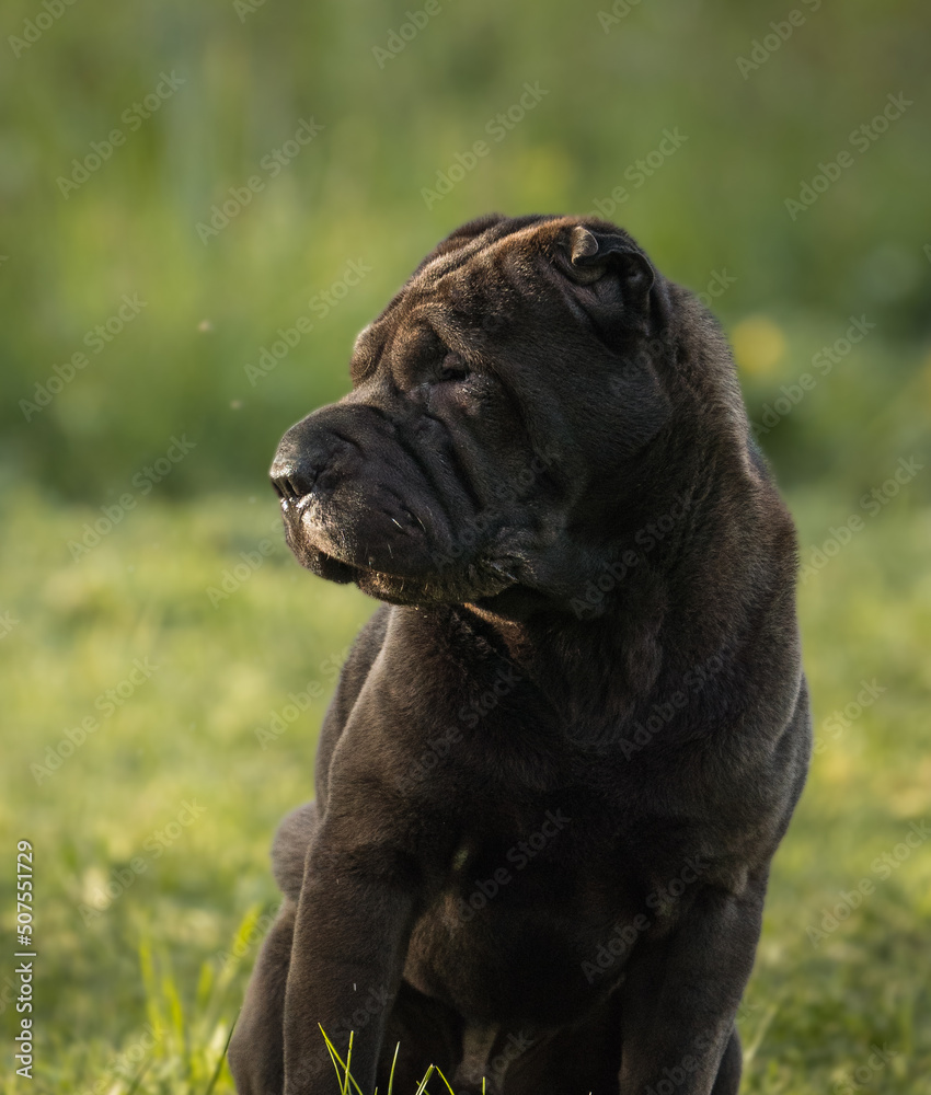 Obraz premium sharpei
