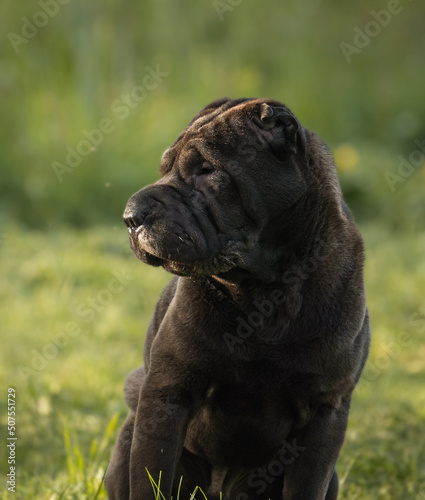 sharpei