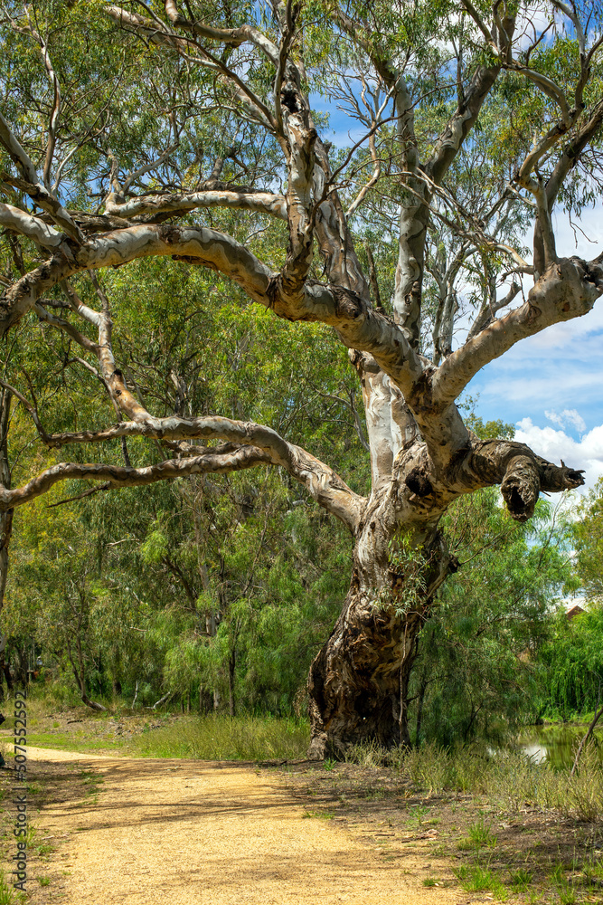 Eucalyptus tree between a dirt track and river, Hillston, NSW, Australia