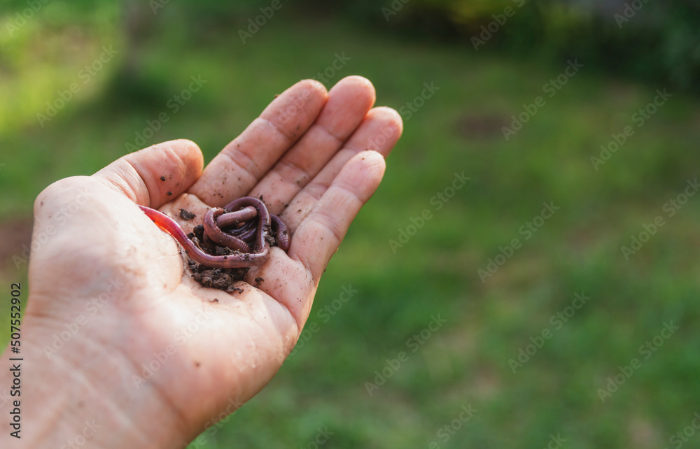 Earthworms on palm, earthworms on human hand for agriculture and gardening concept with earthworms