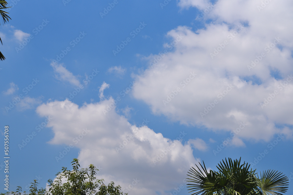 Obraz premium 青空と白い雲と緑木