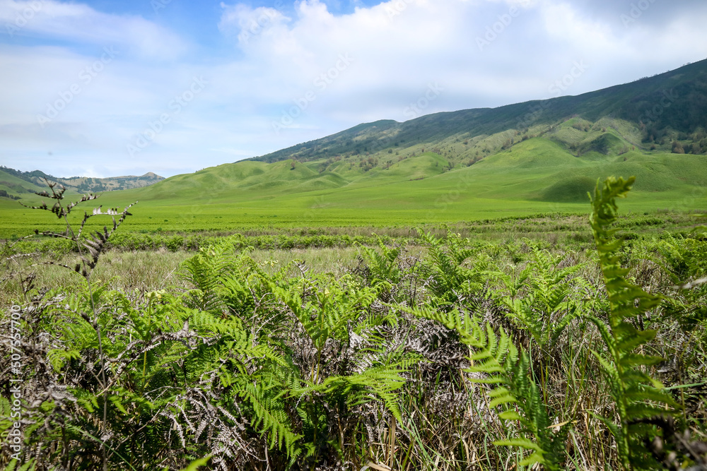 Teletubbies Hill in Bromo Tengger National Park. The expanse of green land amaze every visitor.