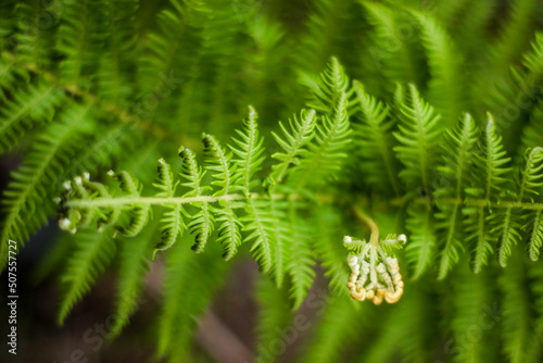 close up of fern leaf