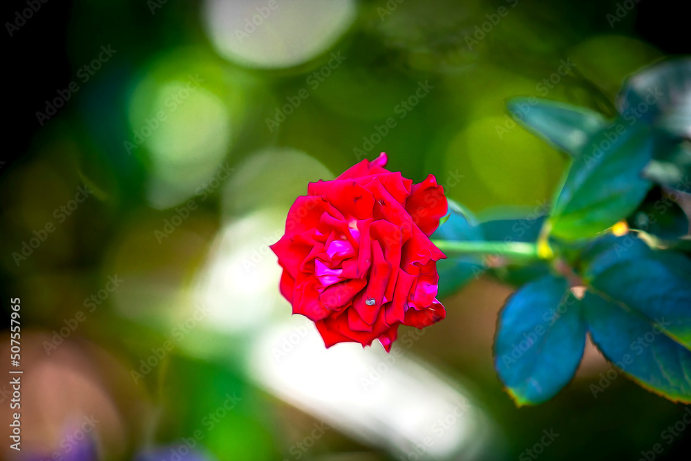 Obraz premium Red Rose flower on a green background with bokeh