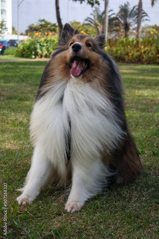 sheltie shetland dog playing at the park in a sunny day 