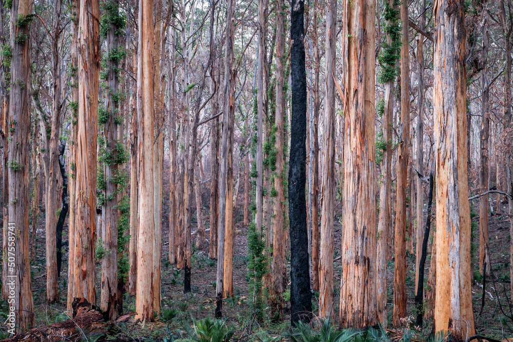 Naklejka premium After the fire, Boranup Forest