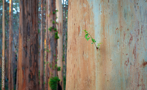 regrowth, After the fire, Boranup Forest photo