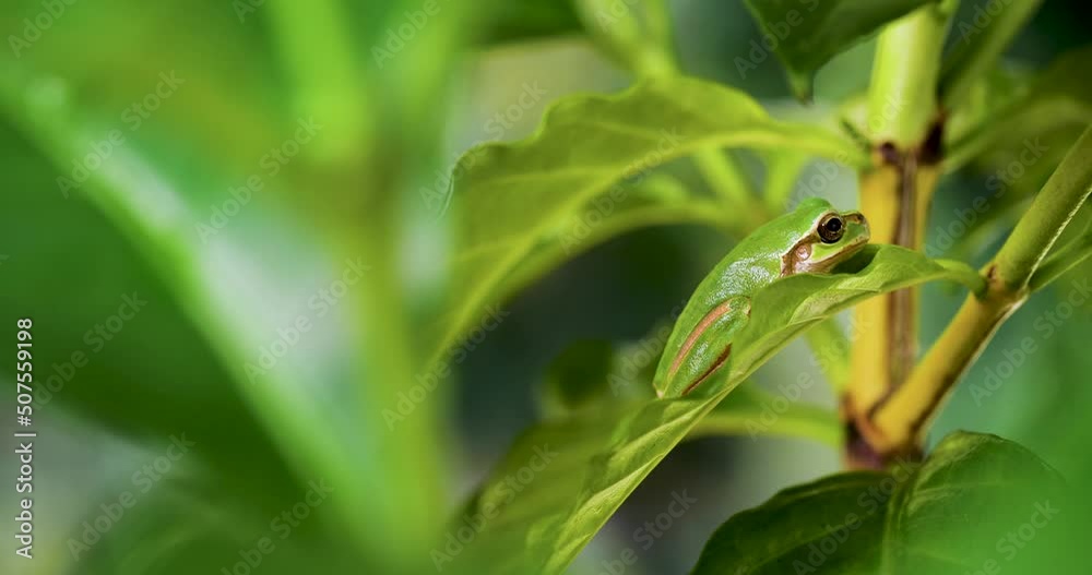 4K Video of a tree frog on grass. 4K Video of a tree frog on grass.