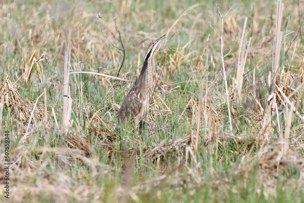 American Bittern bird standing in marsh with stretched neck American Bittern bird standing in marsh with stretched neck