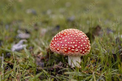 amanita muscaria fly mushroom