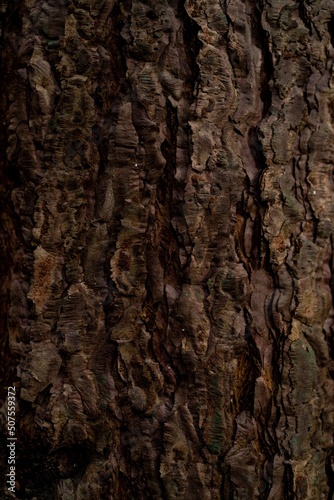 bark of a tree background texture