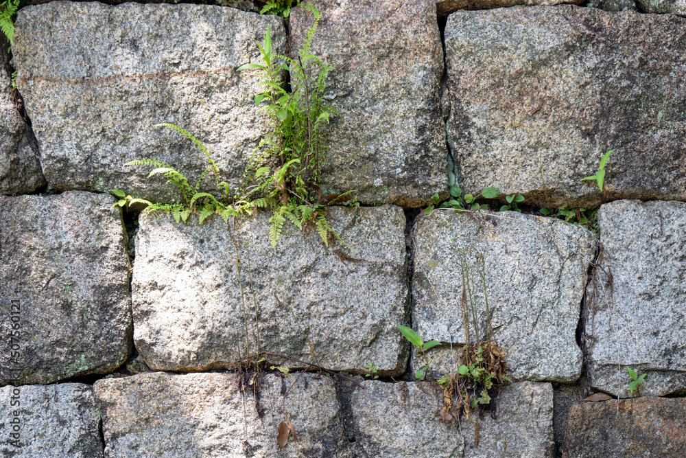 Obraz premium 古びた石垣の間の草