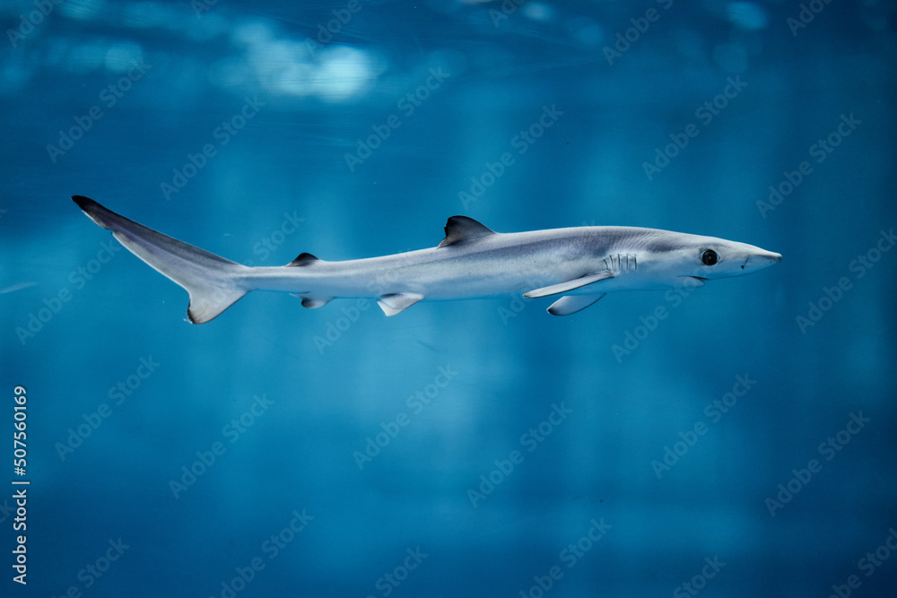 Fototapeta premium ヨシキリザメ
