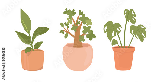 Home potted plants. Houseplants in plant pots, flower potted plant, green leaves interior decoration isolated illustration icons set. Ceramic containers and vase with bonsai, rubber plant, monstera