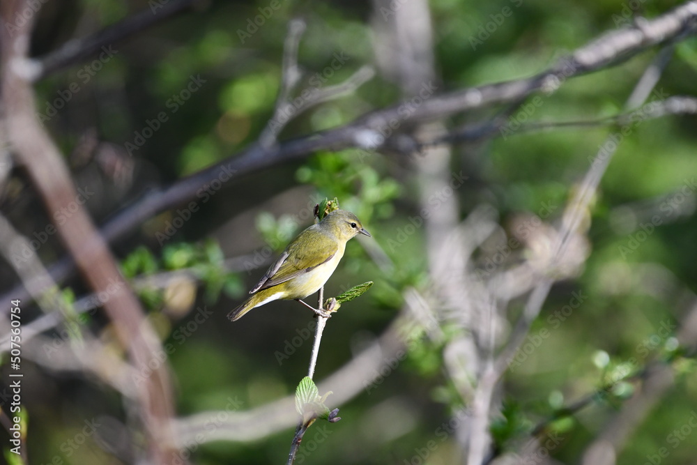 Tennessee Warbler perched on a branch Tennessee Warbler perched on a branch