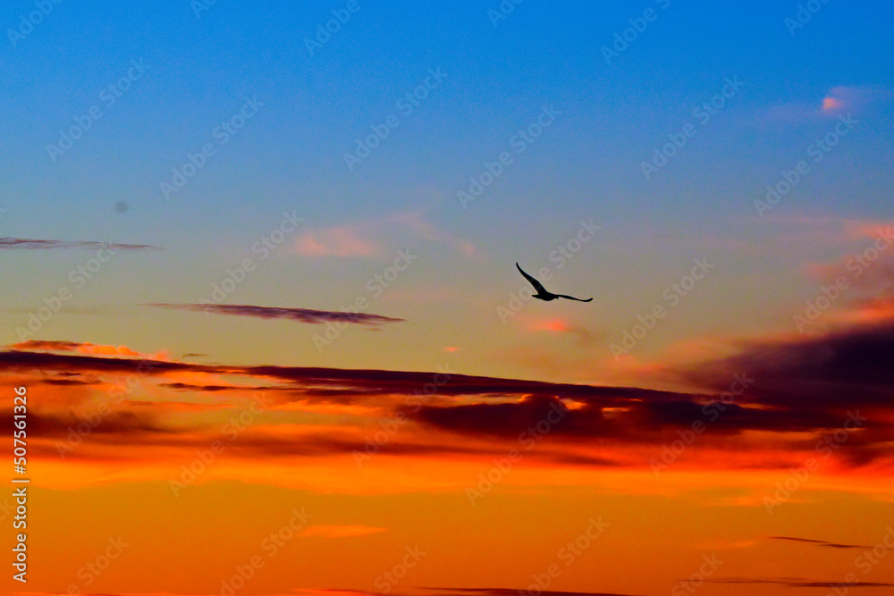 bird silhouette in the sky