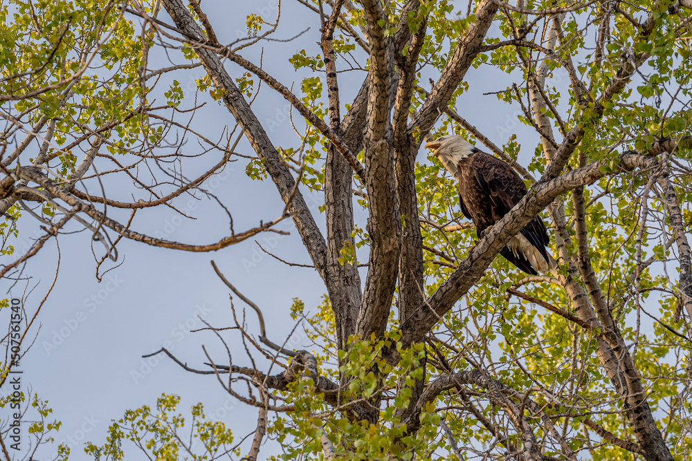 A bald eagle screeching with an open beak in a tree on the prairies in Saskatchewan, Canada A bald eagle screeching with an open beak in a tree on the prairies in Saskatchewan, Canada