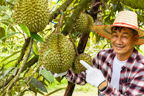 durians on the durian tree in durian orchard, durian farmer
