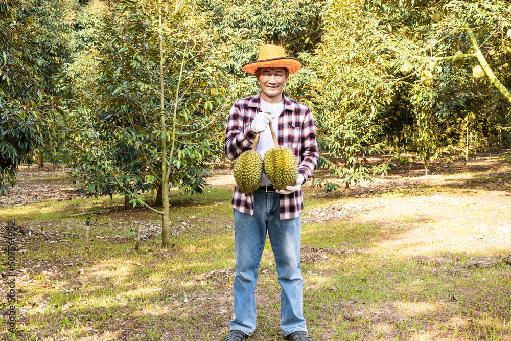 Asian man farmer holding Durian is a king of fruit in the garden. Durian has a spiked shell and is sweet.