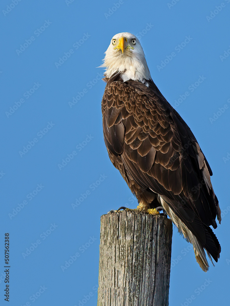 A Bald Eagle Standing on a Wood Piling A Bald Eagle Standing on a Wood Piling