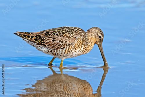 Short-Billed Dowitcher Feeding in the Marsh photo