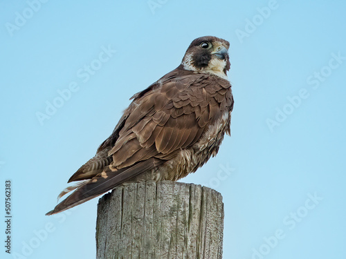 A Juvenile Peregrine Falcon Sitting on a Wood Piling © Brian E Kushner