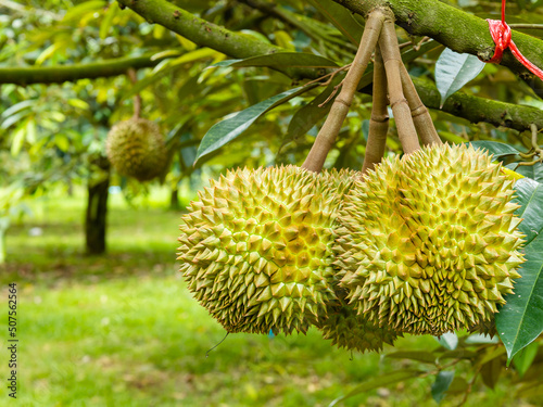 Close-up, durians on the durian tree in durian orchard, king of tropical fruit.
