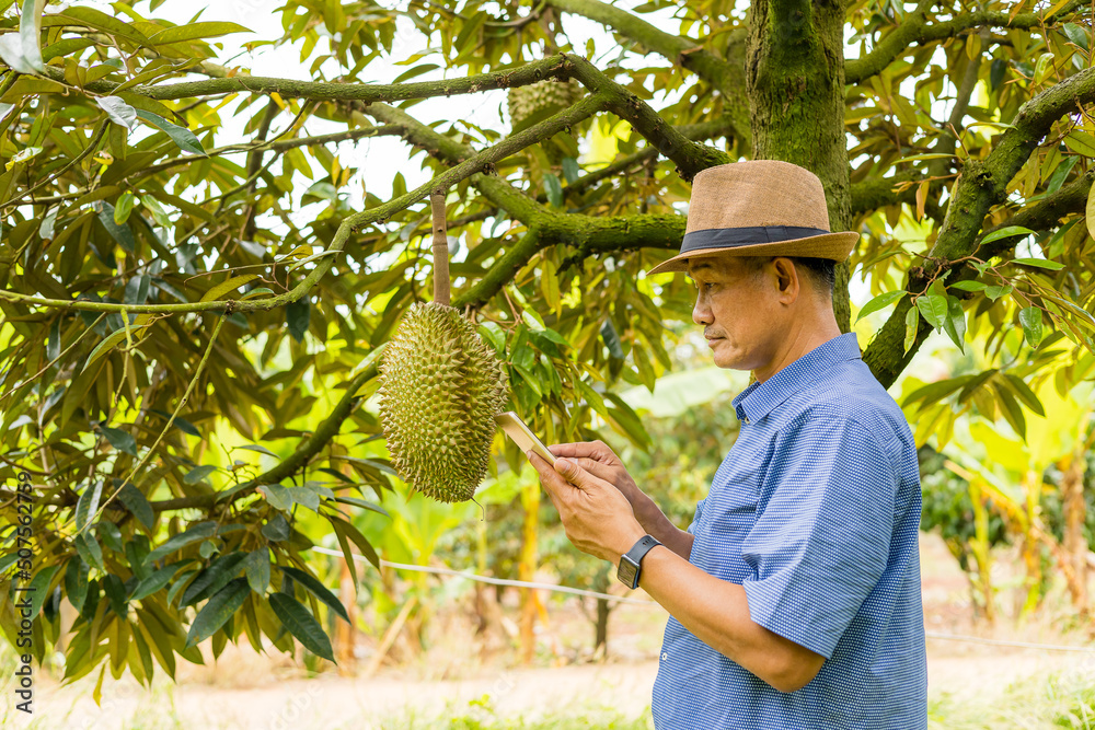 Asian men use tablet to check Durian trees, perfect stems, fruitful fruit, the best quality fruit.
